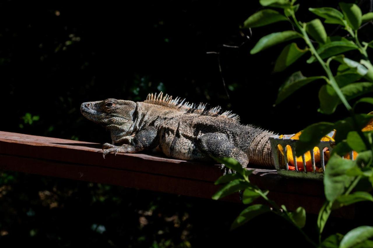 Antema Lodge Secteur Tamarindo, Piscine, Yoga, Gym, Jungle Et Paix ภายนอก รูปภาพ