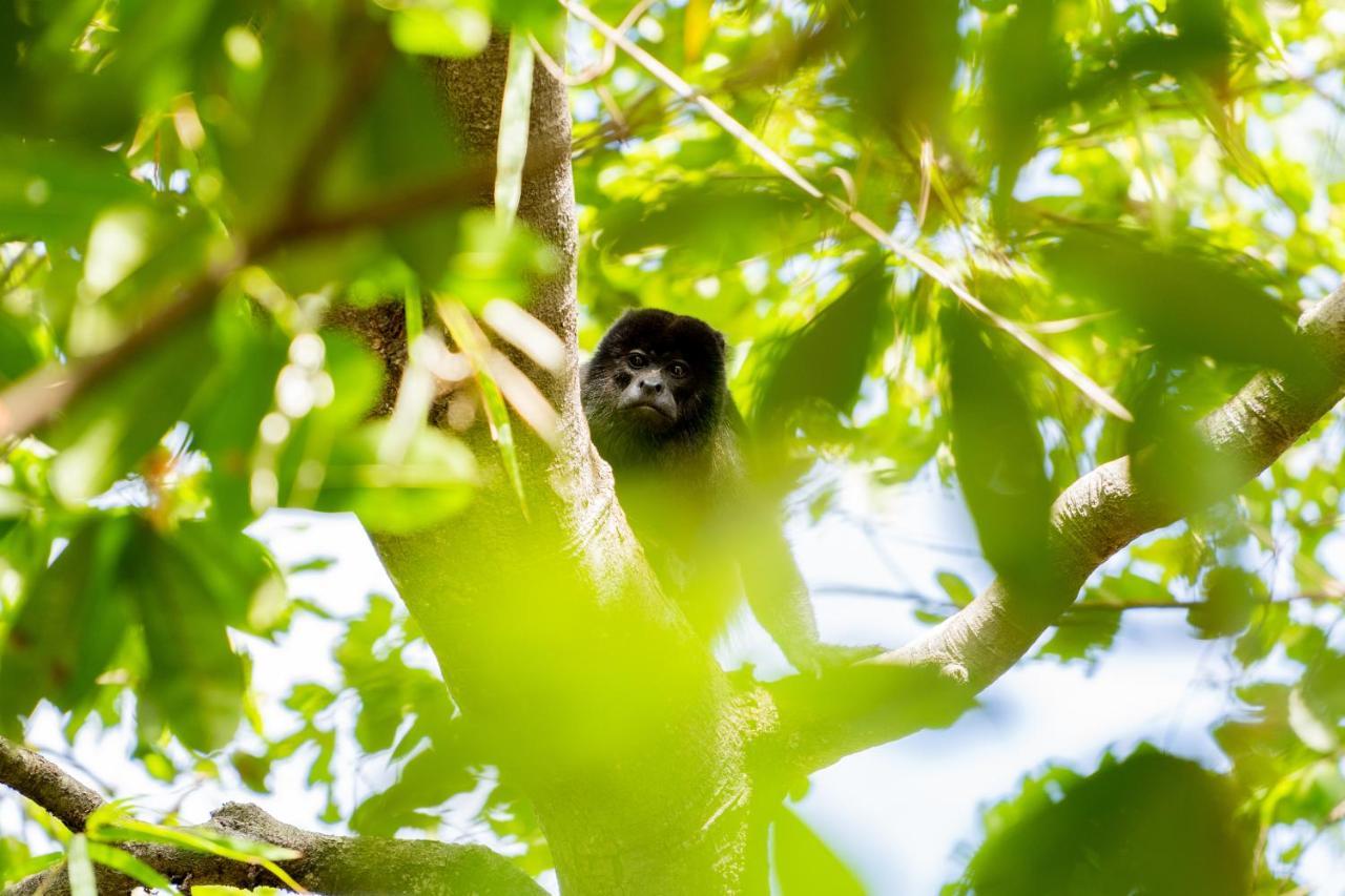 Antema Lodge Secteur Tamarindo, Piscine, Yoga, Gym, Jungle Et Paix ภายนอก รูปภาพ